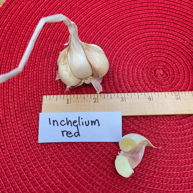 Inchelium Red Softneck Garlic