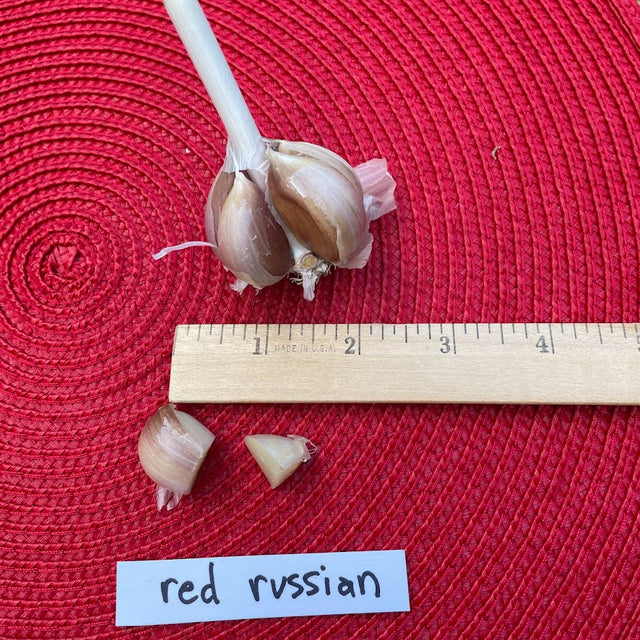 Red Russian Hardneck Garlic