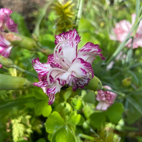 Dianthus: Chabaud Benigna