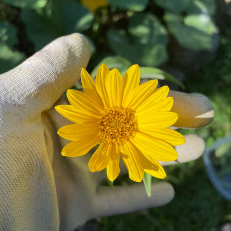 Sunflower: Maximillian (Helianthus maximiliani)