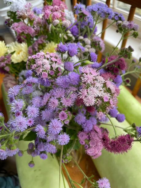 Ageratum: Tall Blue Planet