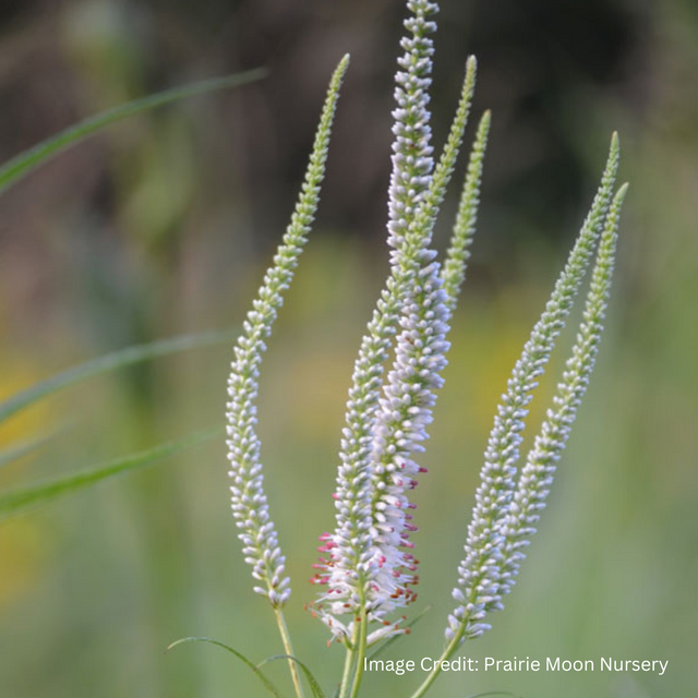 Culver's Root (Veronicastrum virginicum)