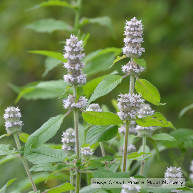 Hairy Wood Mint (Blephilia hirsuta)