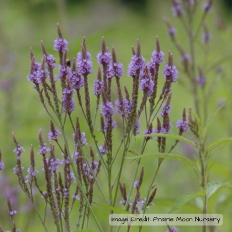 Vervain: Blue (Verbena hastata) -NEW!