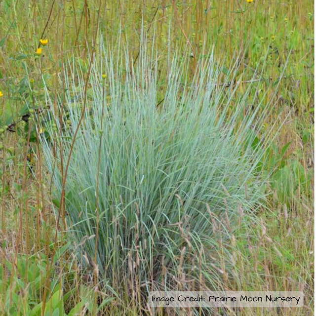 Grass: Little Bluestem (Schizachyrium scoparium)