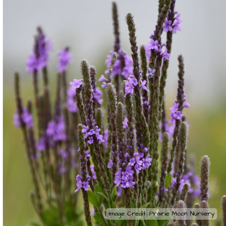 Vervain: Hoary (Verbena stricta)