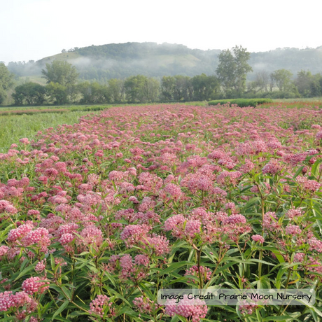 Milkweed: Rose (Asclepias incarnata)