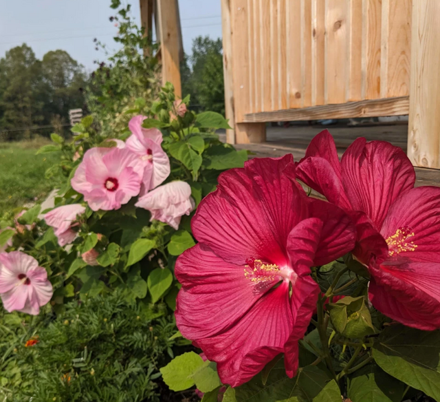 Luna Mix Hibiscus