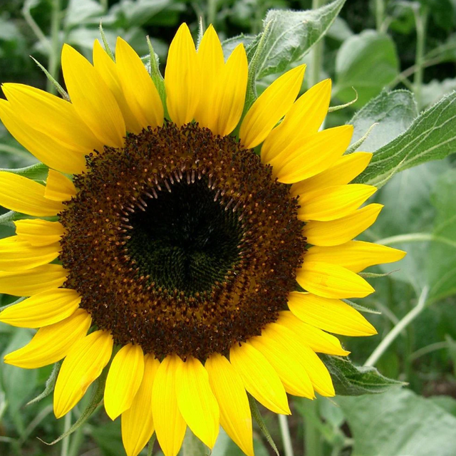 Sunflower: Hopi Black Dye