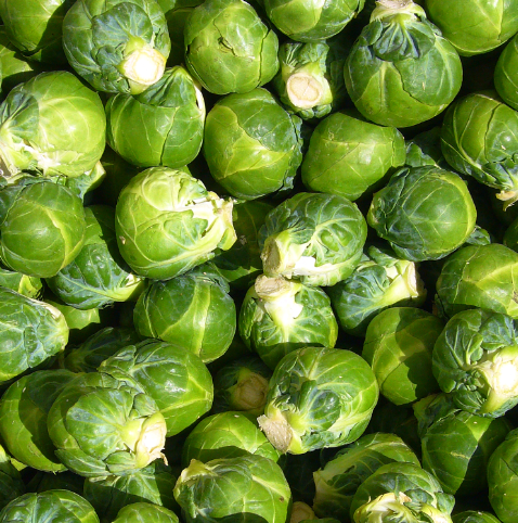 Brussel Sprouts: Silvia