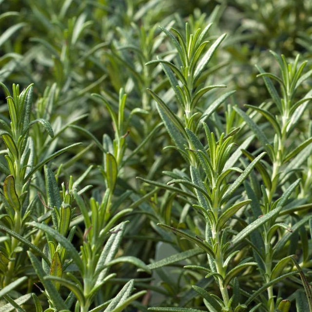 Rosemary: Tuscan Blue