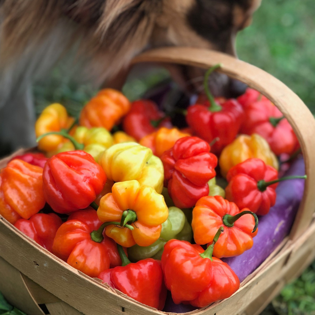 Sweet Pepper: Aji Dulce