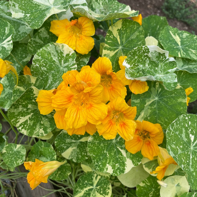 Nasturtium: Alaska Mix