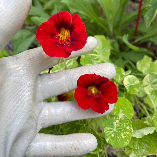 Nasturtium: Alaska Mix