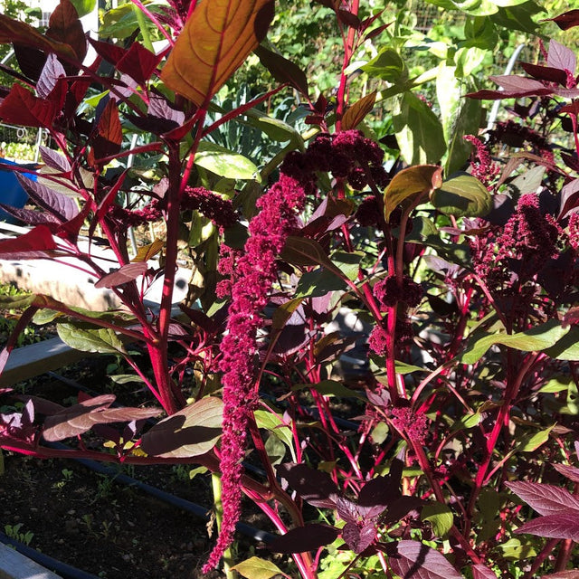 Amaranth: Hopi Red Dye