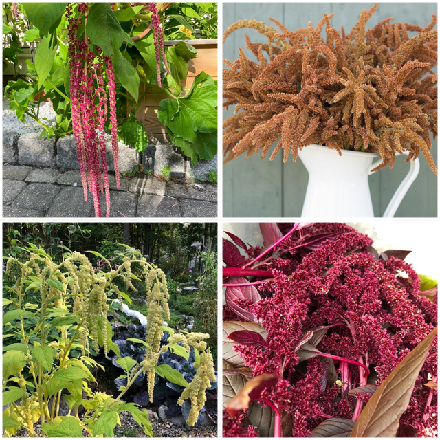 Amaranth Variety Pack  - NEW!