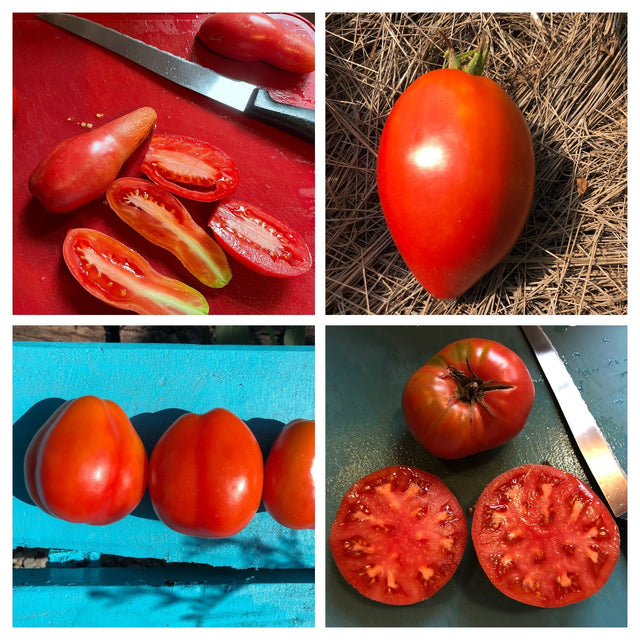 Canning Tomato Variety 4-pack