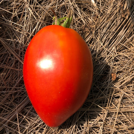 Tomato: Amish Paste