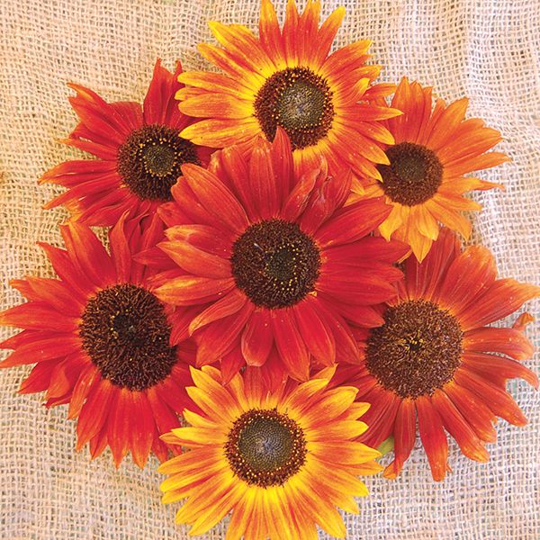 Autumn Beauty Sunflower Seeds  - NEW!