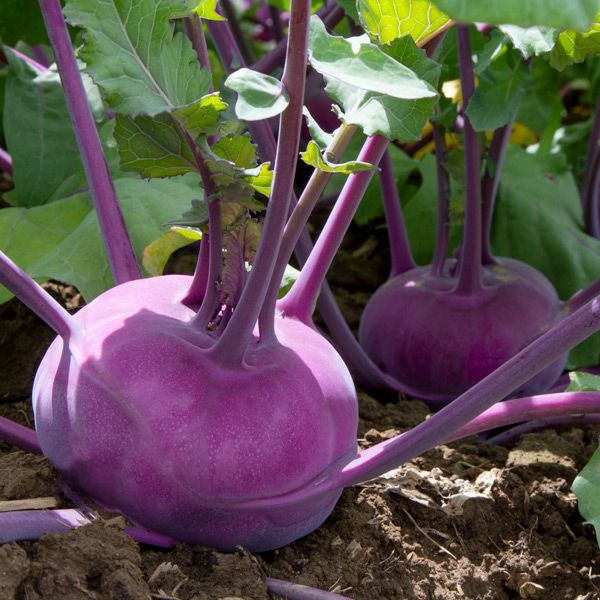 Kohlrabi: Purple: Azur Star