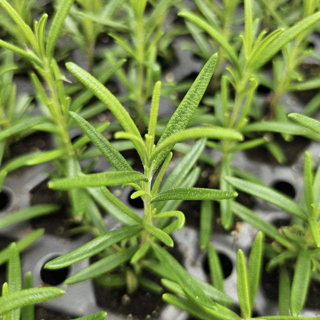 Rosemary: Barbecue  - NEW!