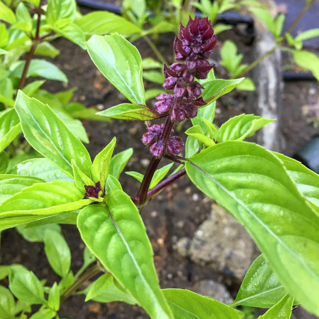 Basil: Thai