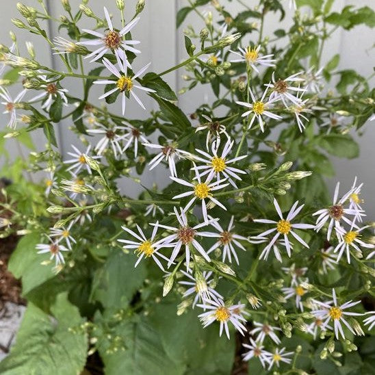 Aster: Large-leaved wood (Eurybia macrophylla)