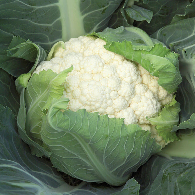 Cauliflower: Bishop