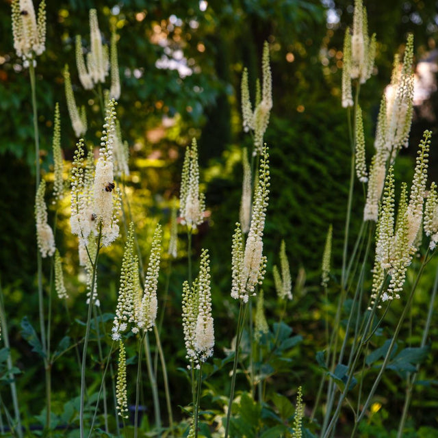 Black Cohosh (Actaea racemosa)  - NEW!