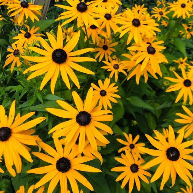 Black Eyed Susan