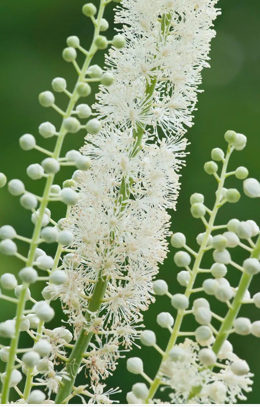 Black Cohosh (Actaea racemosa)  - NEW!