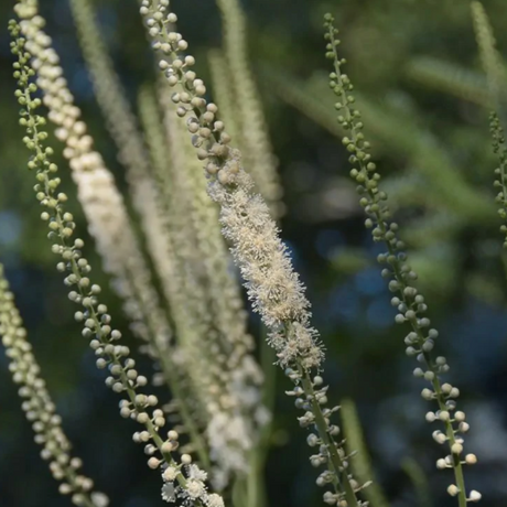 Black Cohosh (Actaea racemosa)  - NEW!