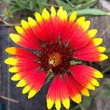 Blanket Flower