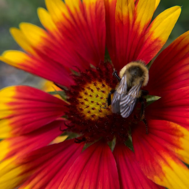 Blanket Flower