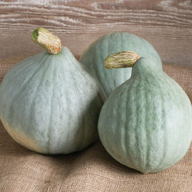 Squash: Blue Hubbard: Blue Ballet