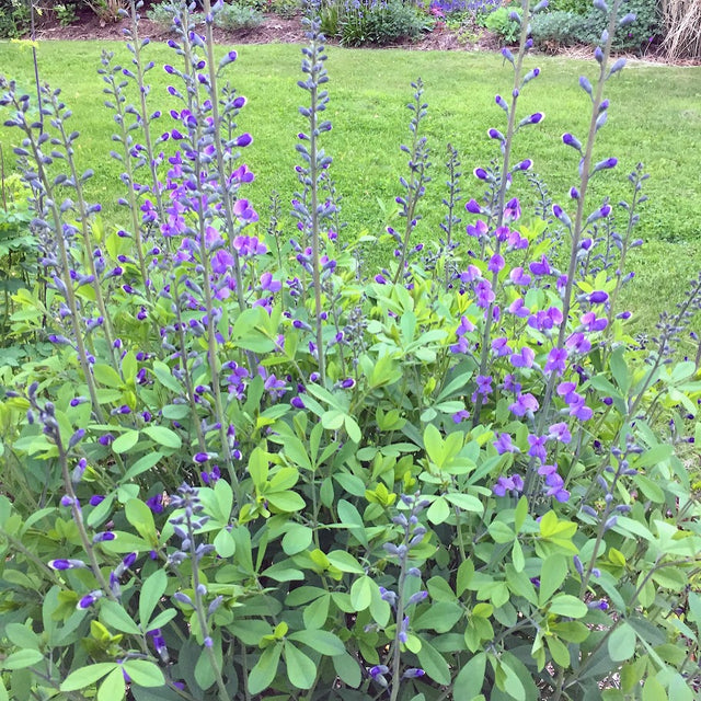 Blue Wild Indigo (Baptisia australis) -NEW!