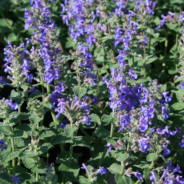 Catmint: Blue Wonder