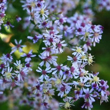 Aster: Blue-wood (Symphyotrichum cordifolium)