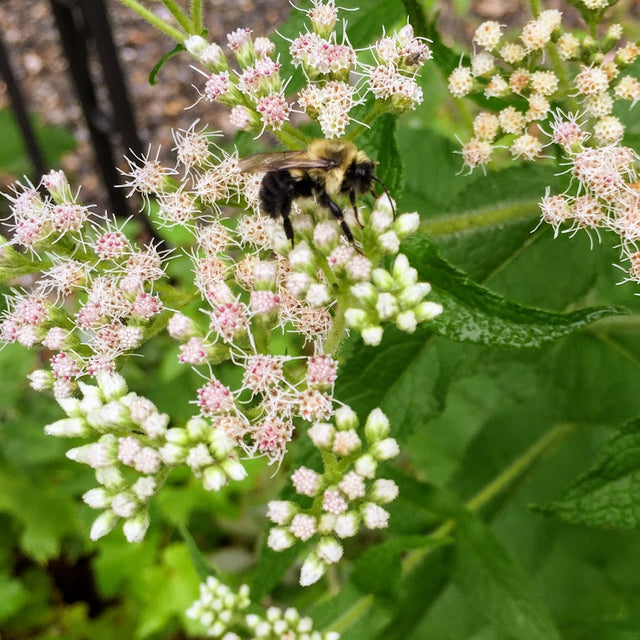 Boneset (Eupatorium perfoliatum)