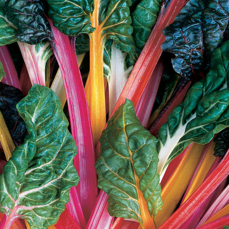 Rainbow Chard Mix- BACK!