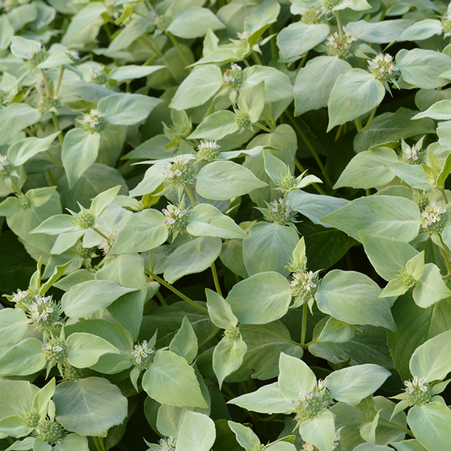 Mountain Mint: Broad-leaved (Pycnanthemum muticum)