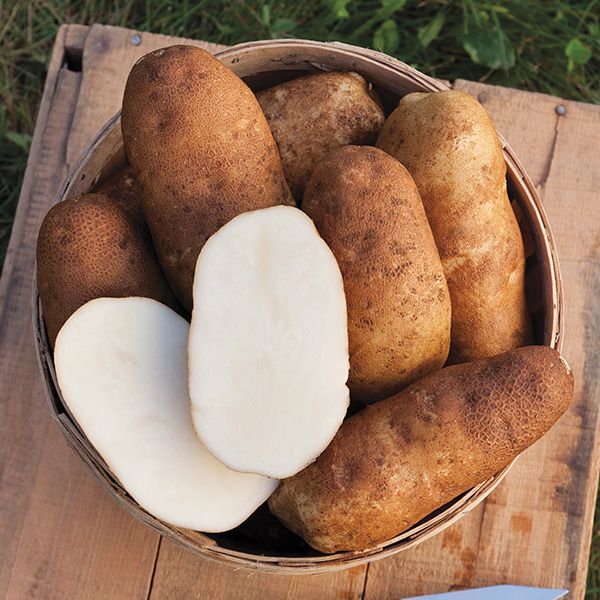 Potato: Russet Burbank - 1lb