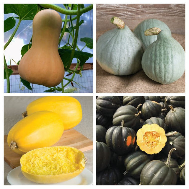 Winter Squash Variety 4-pack