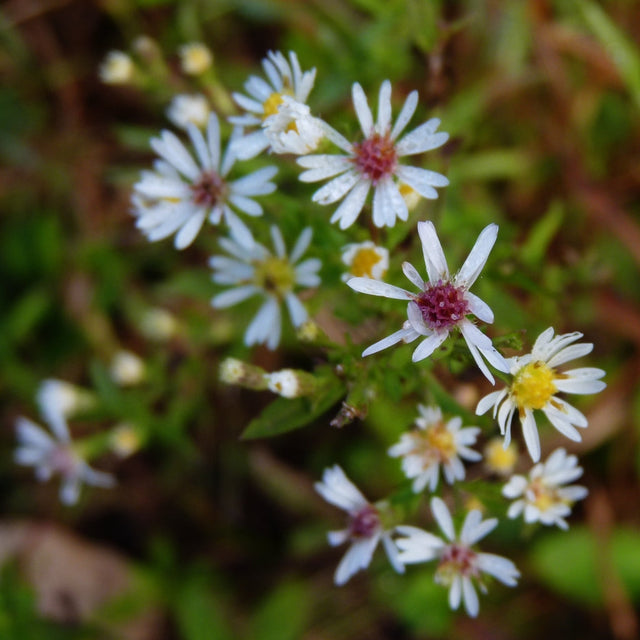 Aster: Calico (Symphyotrichum lateriflorum)