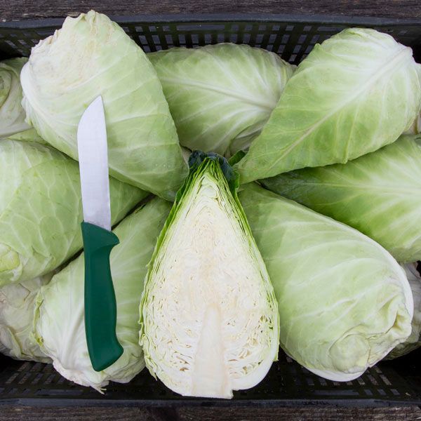 Cabbage: Caraflex  - NEW!