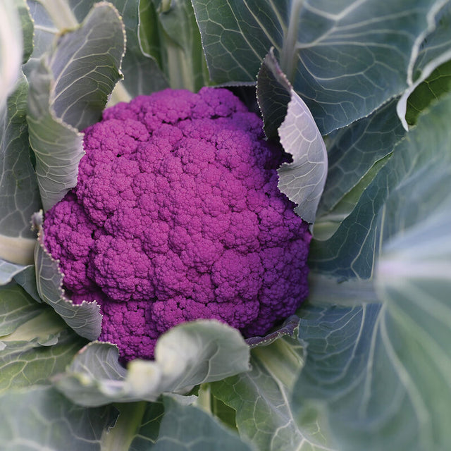 Cauliflower: Purple Moon  - NEW!