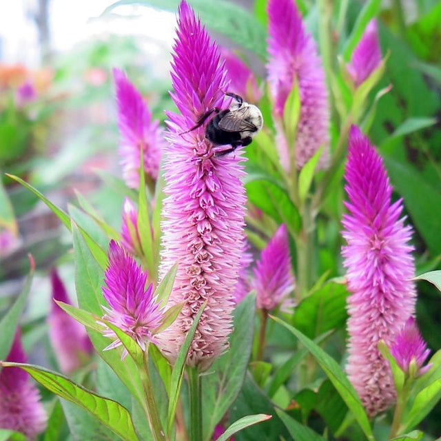 Celosia: Ruby Parfait