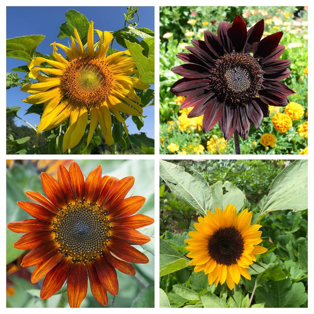 Sunflower Variety 4-pack