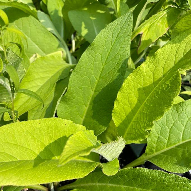 Comfrey