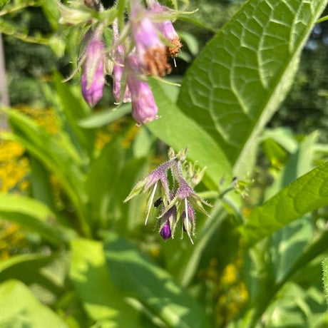 Comfrey